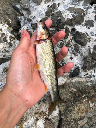 ウグイの釣果