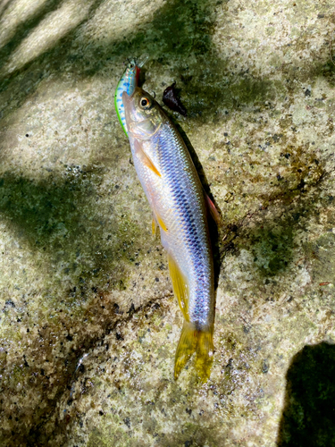 アブラハヤの釣果