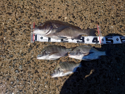 チヌの釣果