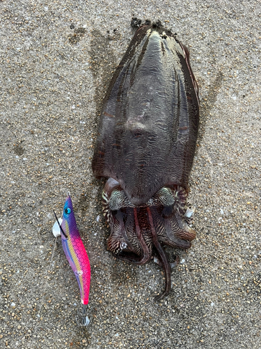 コウイカの釣果