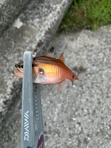 ネンブツダイの釣果