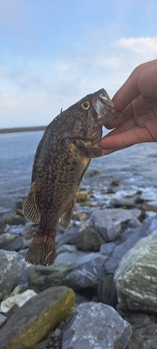 ソイの釣果