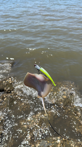 アカエイの釣果