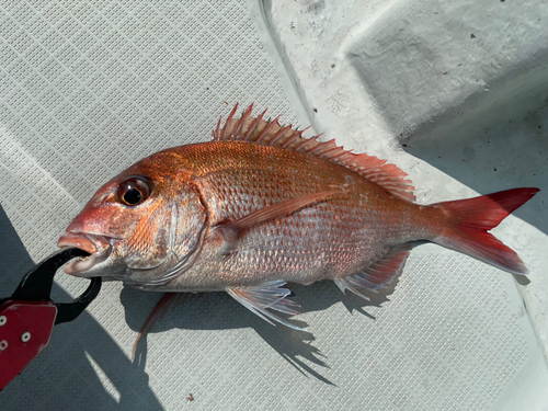 マダイの釣果