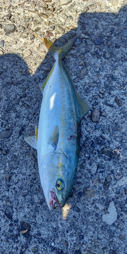 ショゴの釣果