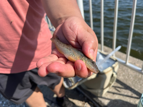 ハゼの釣果