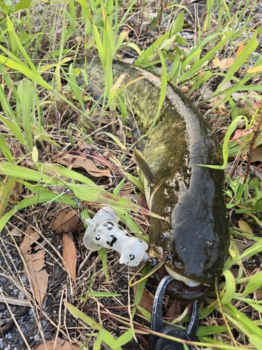 ナマズの釣果