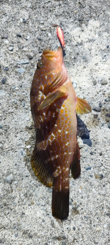 キジハタの釣果