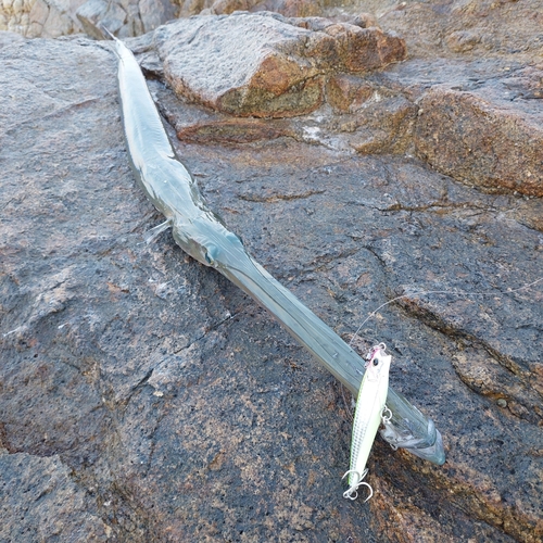 アオヤガラの釣果