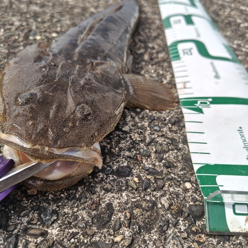 マゴチの釣果