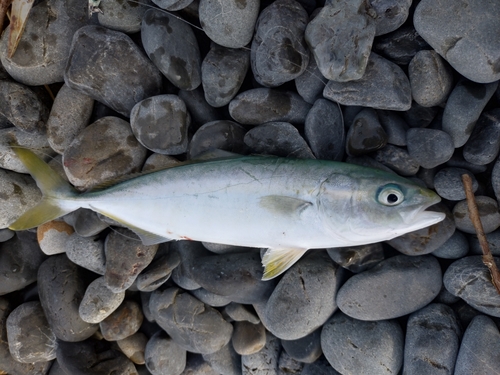 ワカシの釣果