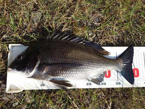 チヌの釣果