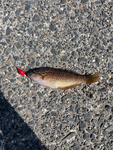 アカササノハベラの釣果