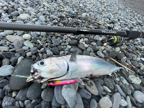 マルソウダの釣果