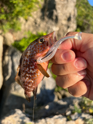 キジハタの釣果