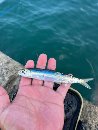 ウルメイワシの釣果