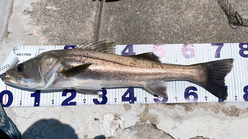 シーバスの釣果