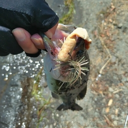 ブラックバス