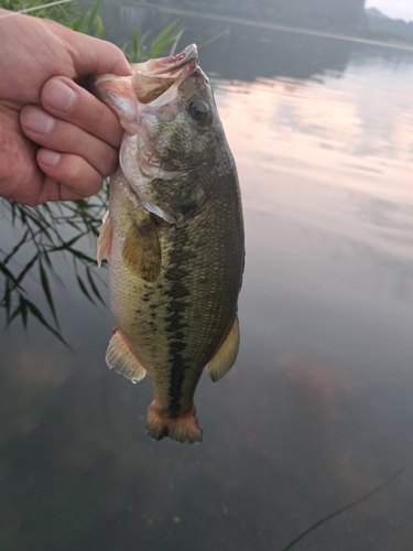 ラージマウスバスの釣果