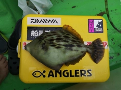 カワハギの釣果