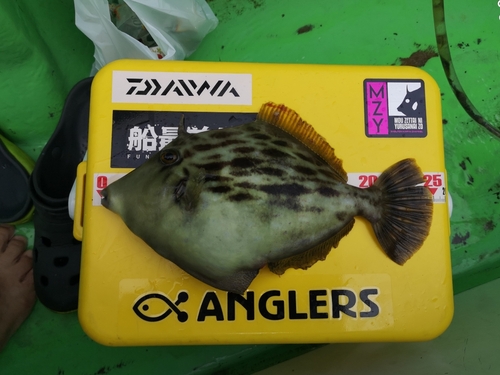 カワハギの釣果