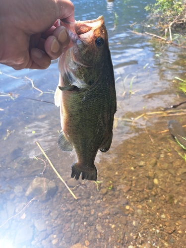 ラージマウスバスの釣果