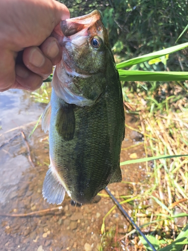 ラージマウスバスの釣果