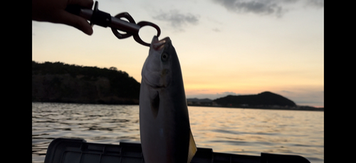 イナダの釣果