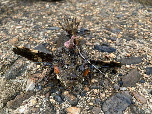 オニオコゼの釣果