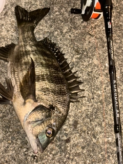 アコウの釣果