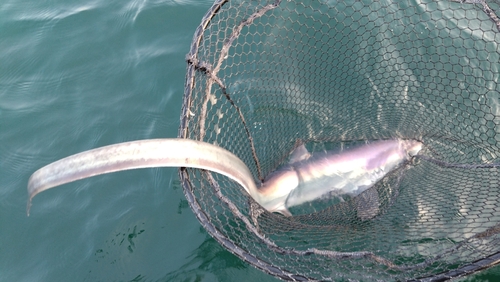 ハマチの釣果