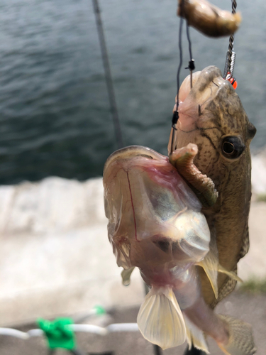 ハゼの釣果