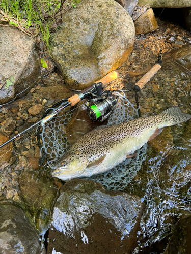 レインボートラウトの釣果