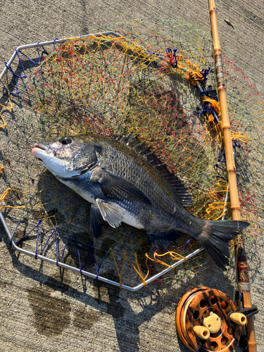 クロダイの釣果