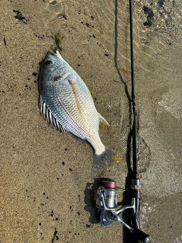 キビレの釣果