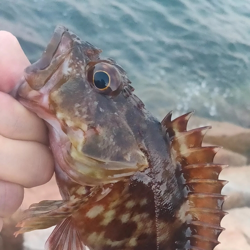 ガシラの釣果