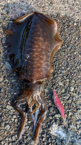 アオリイカの釣果