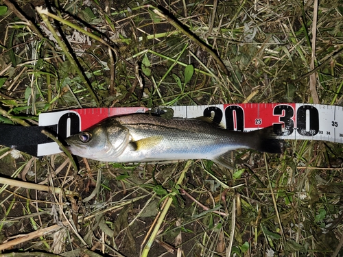 セイゴ（ヒラスズキ）の釣果