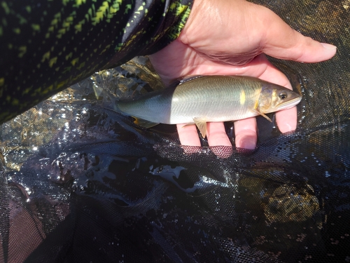 アユの釣果