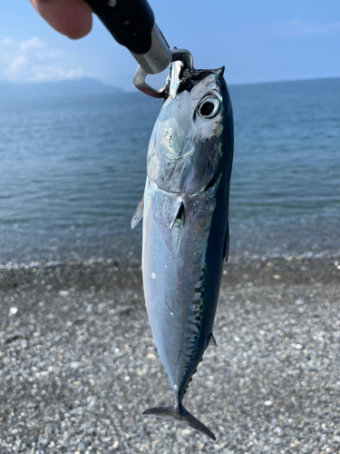 マルソウダの釣果