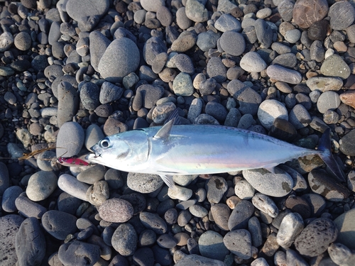 ソウダガツオの釣果