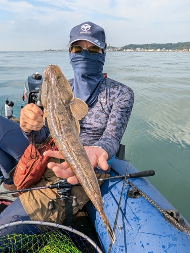 マゴチの釣果