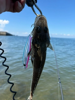 ワニゴチの釣果