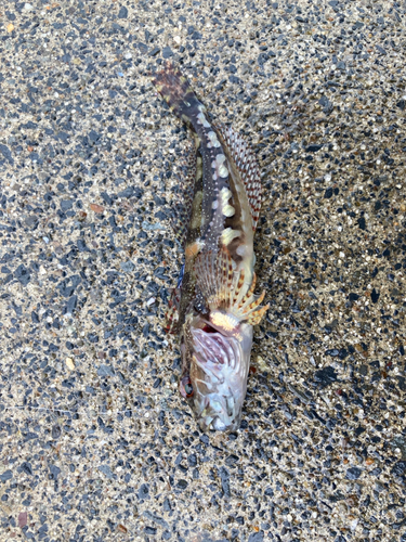 アサヒアナハゼの釣果