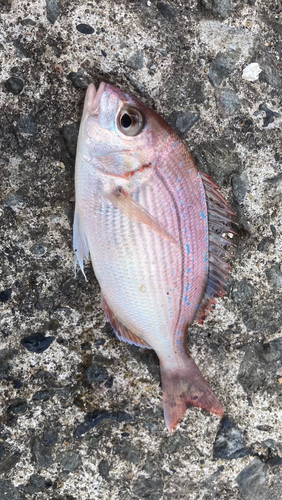 チダイの釣果