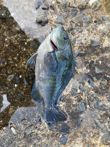 メジナの釣果