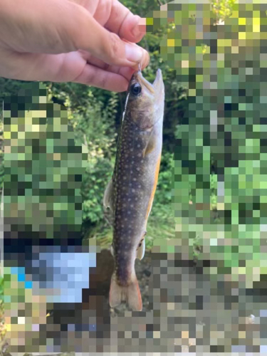 イワナの釣果