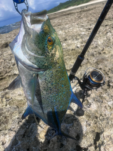 カスミアジの釣果