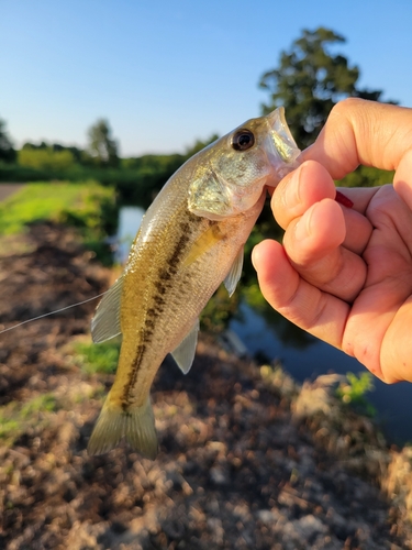 ラージマウスバスの釣果