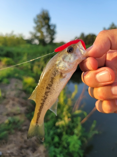 ラージマウスバスの釣果